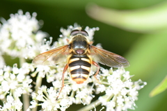 Sericomyia silentis