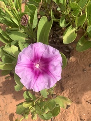 Ipomoea pes-caprae
