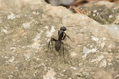 Camponotus japonicus