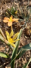 Moraea pallida