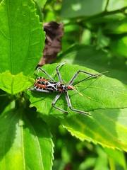 Harpactorini