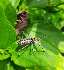 Harpactorini