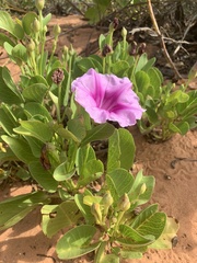 Ipomoea pes-caprae