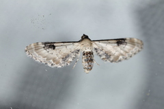 Eupithecia centaureata