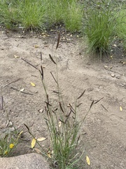 Bouteloua gracilis