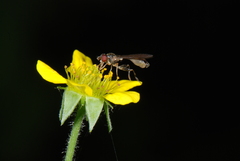Sphegina elegans