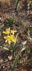 Moraea pallida