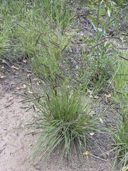 Bouteloua gracilis