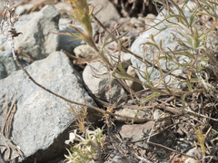 Castilleja arachnoidea