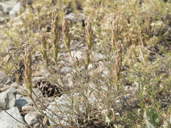 Castilleja arachnoidea