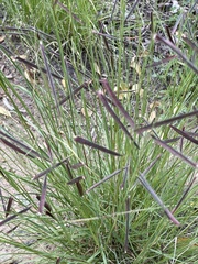 Bouteloua gracilis
