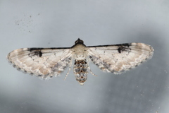 Eupithecia centaureata