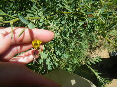 Senna artemisioides coriacea