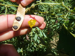 Senna artemisioides coriacea