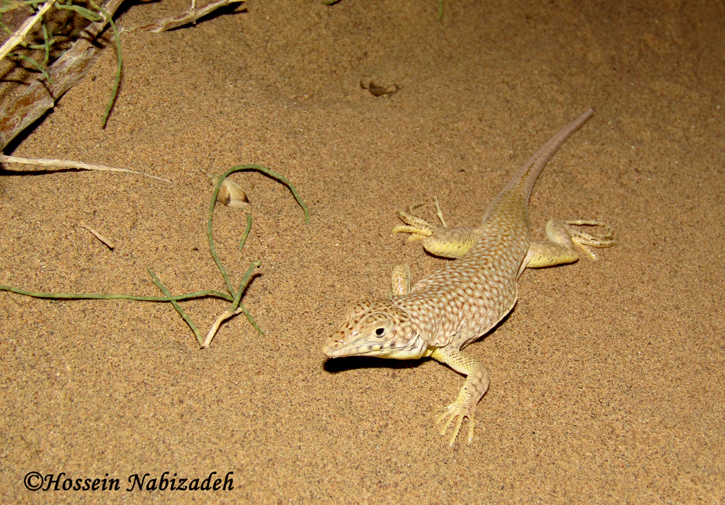 Reticulate Racerunner