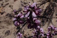 Polygala umbellata