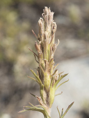 Castilleja arachnoidea