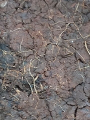 Tetramorium lanuginosum