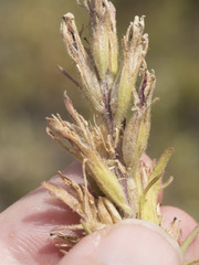 Castilleja arachnoidea