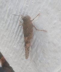 Trimerotropini