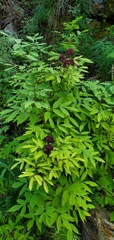 Sambucus racemosa melanocarpa