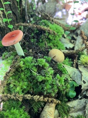 Lactifluus volemus