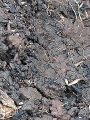 Tetramorium lanuginosum