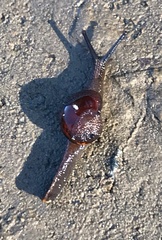 Helicarion cuvieri