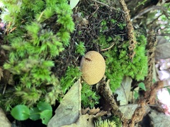 Lactifluus volemus