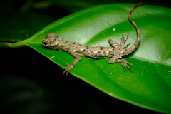 Draco
