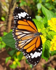 Danaus genutia
