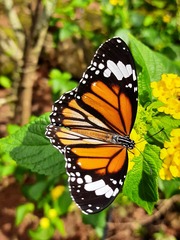 Danaus genutia