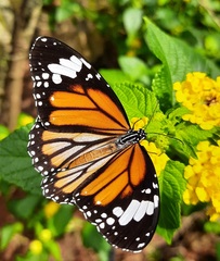 Danaus genutia