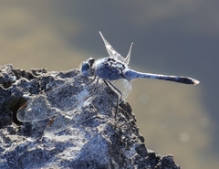 Diplacodes trivialis