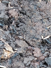 Tetramorium lanuginosum