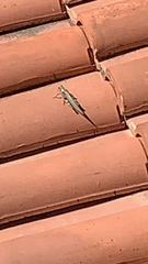 Anacridium aegyptium