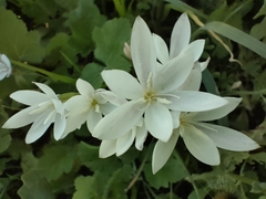Hesperantha falcata