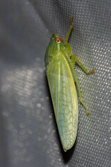 Gyponana