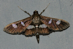 Desmia funeralis