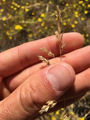 Poa secunda