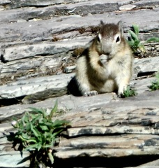 Callospermophilus lateralis