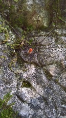 Leiobunum limbatum