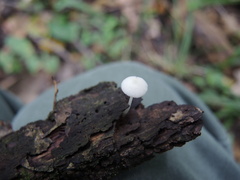 Hemimycena