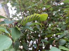 Sphinx ligustri