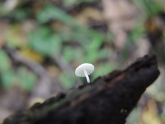 Hemimycena