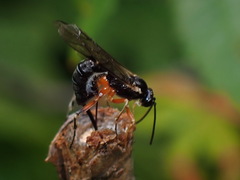 Itoplectis conquisitor