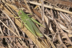 Chorthippus dorsatus