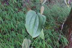 Smilax seisuiensis