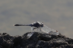Diplacodes trivialis
