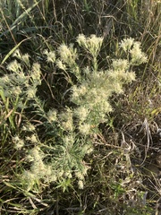 Brickellia eupatorioides